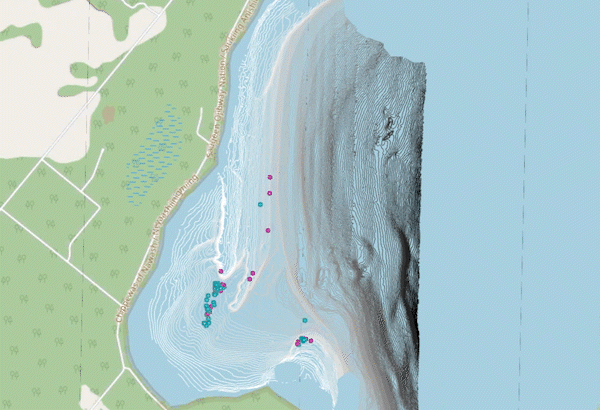 An animation shows dots moving around the shoal. Pink dots are females and blue are males.