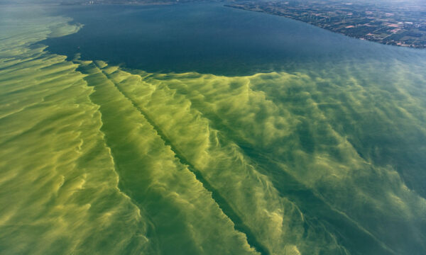 an aerial photo shows bright green algae covering the water