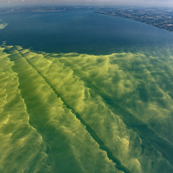 an aerial photo shows bright green algae covering the water